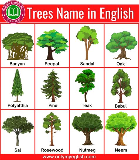 50+ List of all Trees Name in English with Pictures » OnlyMyEnglish