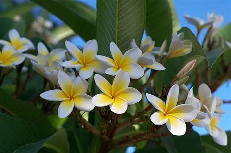 Plumeria (Frangipani; Hawaiian Lei Flower) – A to Z Flowers