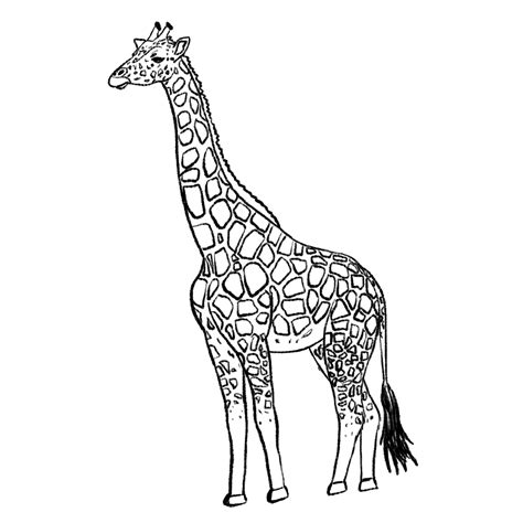 How To Draw A Giraffe Step By Step