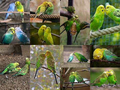 Budgie Kissing: What Does It Mean When Budgies Are Kissing Each Other? +Kissing Or Fighting?