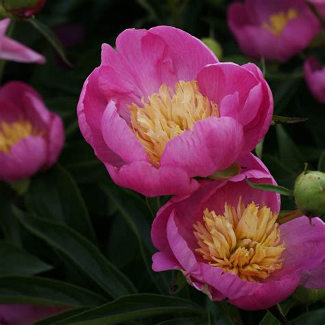 10 Types of Peonies for Your Garden | The Family Handyman