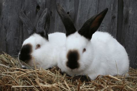 Californian Rabbit (Size, Color, Behavior, Temperament)