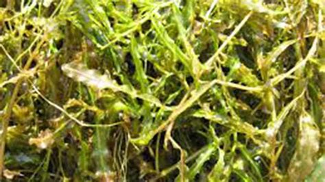 Curly Leaf Pondweed - Invasive Species - Part 39 - Kapamego