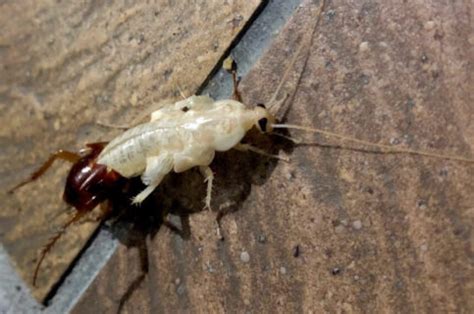 White Roaches: Basic Info You Need to Know