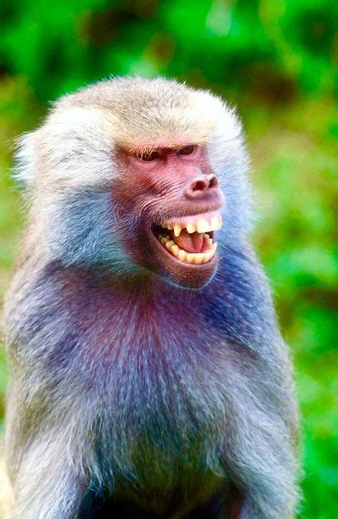 Baboon laughing | Happy animals, Animals, Animal lover