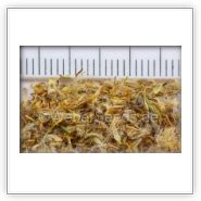 Helichrysum italicum, Curry plant - Seeds - plants - dried herbs