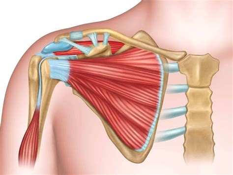 Lesión del Manguito Rotador: ¿cómo identificarla y a qué profesional debo acudir? | Top Doctors