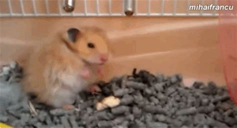 Watch These Adorably Dramatic Hamsters Fake Their Own Deaths | Cute ...