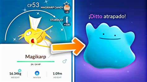 ¿QUÉ PASA SI UN MAGIKARP SHINY SE TRANSFORMA EN DITTO EN POKÉMON GO? ¿DITTO SHIINY? - YouTube