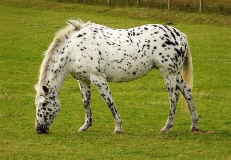 Leopard Appaloosa Stallion