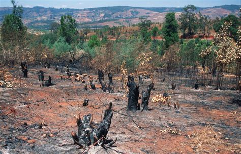 Deforestation and The Ways Designers Can Prevent Carbon Dioxide Emissions | by David Andrew John ...