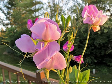 Lathyrus odoratus