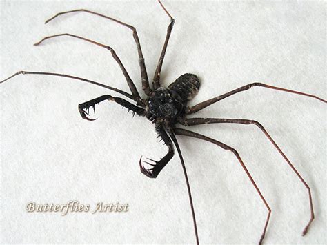 Cave Spider Tailless Whip Scorpion Acanthophrynus Coronatus XL Entomology Shadowbox - Etsy