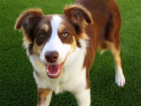 Medium Sized Hypoallergenic Dogs | Dog breeds medium, Dog breeds, Hypoallergenic dogs