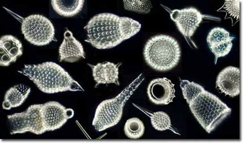 The stunning beauty of the Mineral Radiolarians Skeletons, page 1