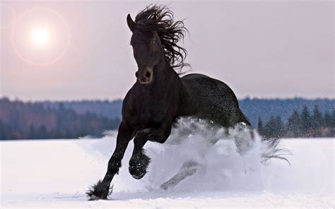 Horse Snow Wallpapers - Top Free Horse Snow Backgrounds - WallpaperAccess