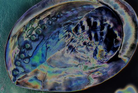 abalone shell, color solarized | Lisa Ann Yount | Flickr