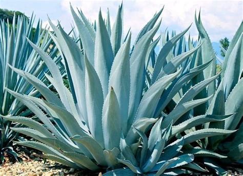 Agave Americana - Blue Agave - Pups, 4", 1gal available. - Up to 5+ ft tall in soil or keep ...