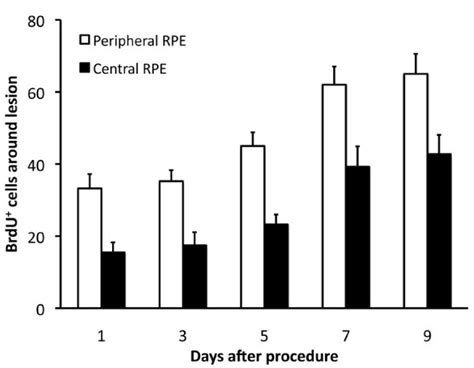 Bromodeoxyuridine (BrdU) pulse chase experiment in animals having one ...