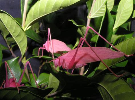 Photos of the Very Rare Pink Katydid