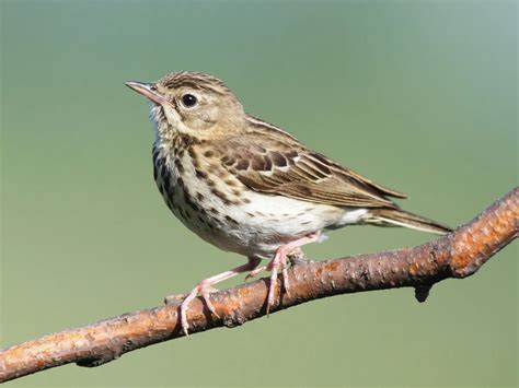 Meadow Pipit Bird Facts (Anthus pratensis) | Birdfact