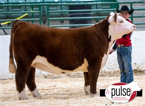 Western States Hereford Show | Junior Show – Bred & Owned Heifers | The Pulse