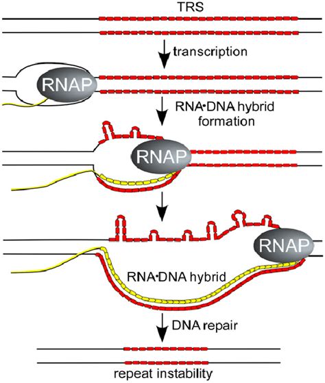 Proposed mechanism for stable RNA · DNA hybrids stimulating repeat ...