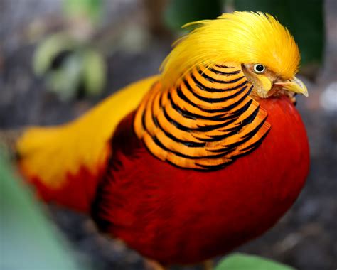 Golden Pheasant | Elmwood Park Zoo