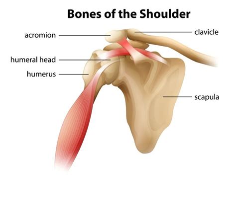 Shoulder Arthritis Treatment in Modesto, CA | OrthoMed Center