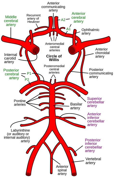 Basilar artery anatomy, aneurysm, thrombosis, hypoplasia ...