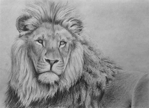 How to Draw a Lion in Pencil — Online Art Lessons