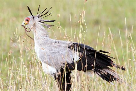 Meet the Secretary Bird, Snake Nemesis - JSTOR Daily