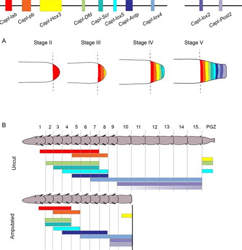 Schematic representation of hypothesized Hox gene expression patterns... | Download Scientific ...