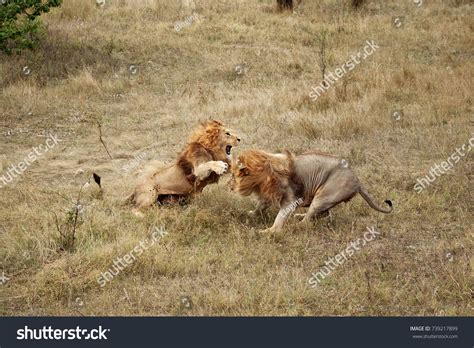 1,726 Male lions fighting Images, Stock Photos & Vectors | Shutterstock