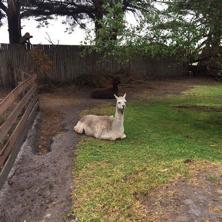 Great Ocean Road Wildlife Park (Princetown) - 2019 All You Need to Know BEFORE You Go (with ...