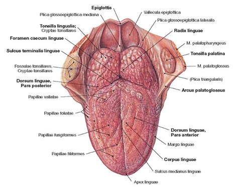 Pin by wiki tomy on Head in 2021 | Tongue anatomy, Anatomy, Muscle