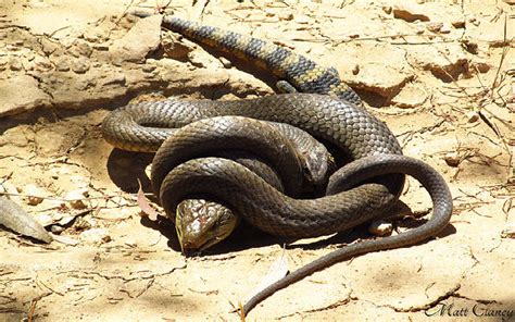 Eastern Brown Snake Facts! | Always Learning!