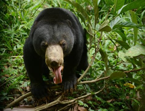 Sun Bear: World’s Smallest Bear Has Surprisingly Human Traits - Cool ...