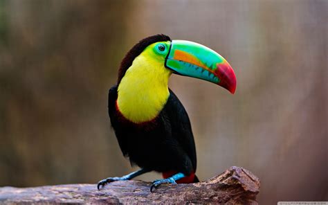 Toucan Wallpapers - Top Free Toucan Backgrounds - WallpaperAccess