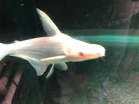 Albino iridescent shark for sale - Exotic Fish Shop - 774-400-4598