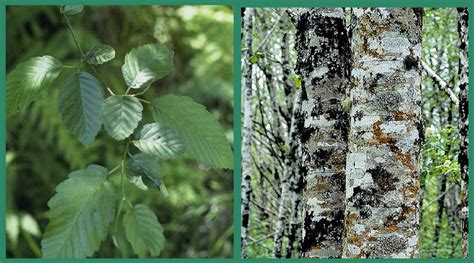 Native Plant of the Month: Red Alder | SHADOW