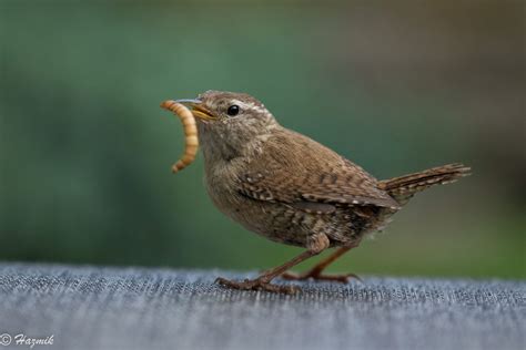 What do Wrens Eat? [Learn The Wrens Diet & Favourite Foods] (+ More FAQs)