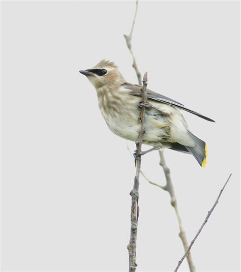 Bill Hubick Photography - Cedar Waxwing (Bombycilla cedrorum)