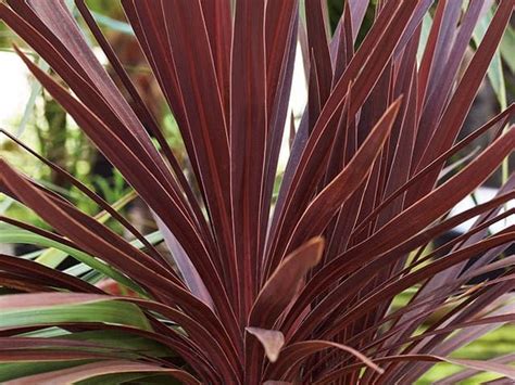 Cordyline Care Guide: How To Grow Cordyline | DIY Garden