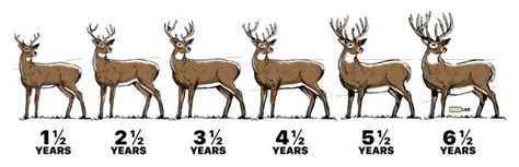 Deer Science, what’s changing my antlers and why are they important to you? | Biomechanics in ...