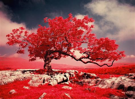 The red tree, red, tree, fantasy, abstract, HD wallpaper | Peakpx