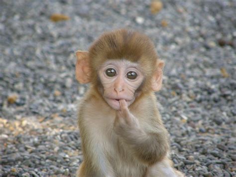 Rhesus macaque baby