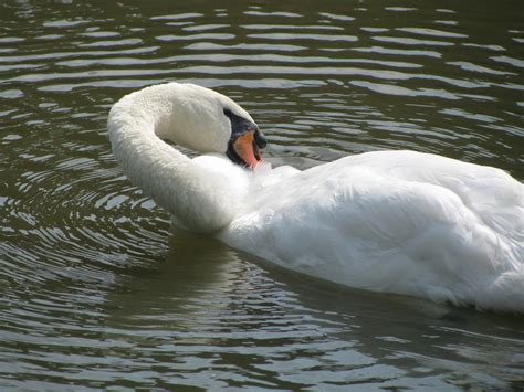 Download free photo of Swan,white swan,feathers,bird,wildlife - from needpix.com