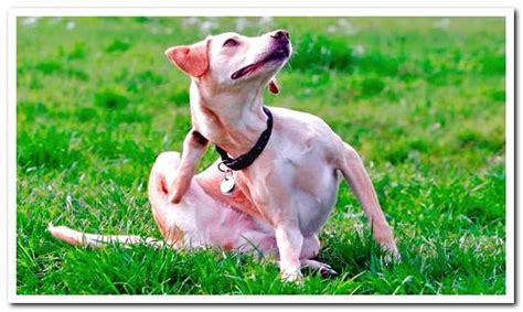 Why is my dog scratching a lot? Causes and effective remedies - Dogsis