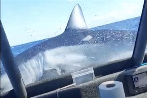 Thresher Shark Jumping Out Water